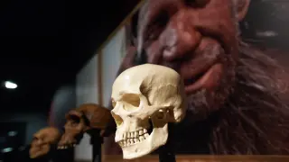 Brain power wasn't the culprit: new study reframes Neanderthal extinction