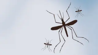 La Crosse Virus Case Reported in Claiborne County, 2026
