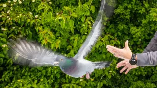 Pigeons rely on a liver-based compass to navigate cloudy skies