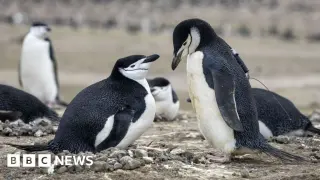 Chinstrap penguin collapse on Zavodovski Island marks end of world's largest colony