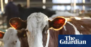 UK Bluetongue Outbreak Hits Record Highs, Straining Vaccine Supply and Farm Recovery