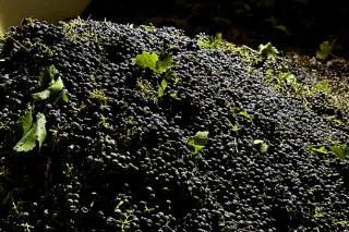 California Grapes in a Tight Market as Wine Demand Slows
