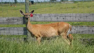 Wisconsin Quarantines Two More Captive Deer Farms Over CWD Detections