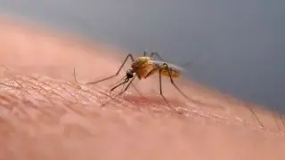 Michigan urges mosquito protection after first human EEE case in five years
