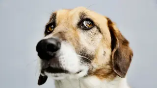 Study Suggests Dogs Share Humans' 'Bouba' and 'Kiki' Shape Associations
