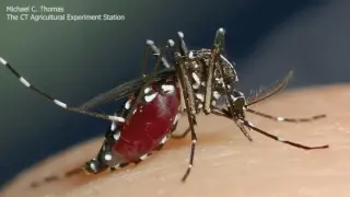 Daylight-Active Asian Tiger Mosquitoes Surge Across Chicago Suburbs