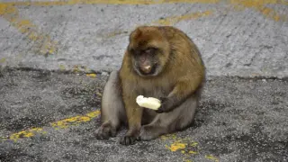 Tourists Linked to Dirt-Eating in Gibraltar Macaques, Study Finds