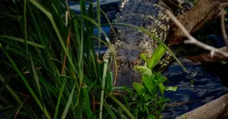 71-Year-Old Fisherman Killed by 12-Foot Alligator in Central Florida