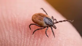ER Tick-Bite Surge Signals Widening Lyme Disease Threat