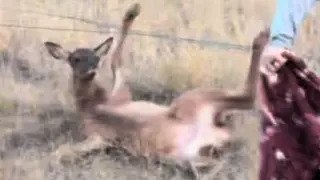 Wyoming Rancher Frees Elk Calf From Barbed Wire