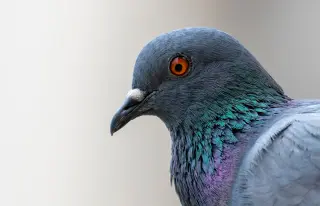 Urban Birds Startle More at Women Than Men, Study Finds
