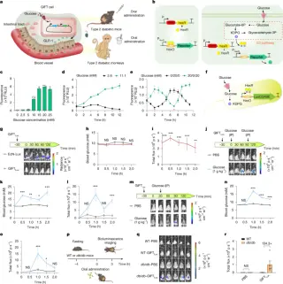 Engineered Probiotics Offer Oral, Glucose-Responsive Diabetes Therapy in Animal Models