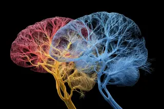 Autism Biology Revealed: Two Brain-Connectivity Subtypes Shared Across Species