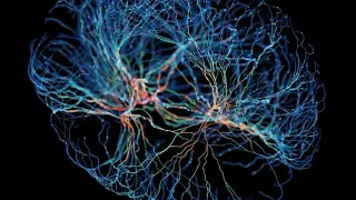 Ancient Brain Circuit Acts as an Attention Switch, Potential ADHD Clue