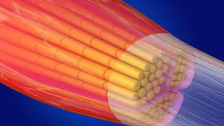 LASSS compound shows promise for preserving muscle during aging in mice