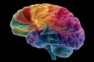 Poverty's Brain Footprint: Socioeconomic Status Shapes Developing Minds More Than Expected