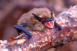 Rabid bat spotted near Fremont sidewalk prompts rabies precautions