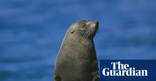 H5N1 bird flu could devastate Australia’s shrinking sea lion population