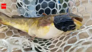Catfish in Vermont Lakes Harbor a Rare Transmissible Cancer