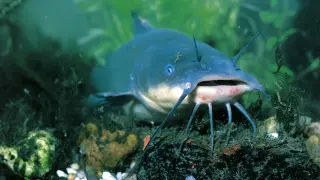 Wild Catfish Carry First Known Case of Transmissible Cancer, Study Finds