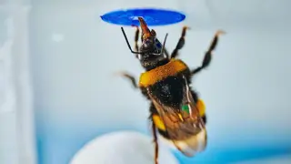Bees solve sophisticated puzzles, hinting at surprising insect intelligence