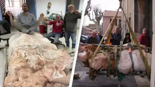 Dog Walk in Southern France Leads to Rare, Nearly Complete 70-Million-Year-Old Titanosaur Discovery