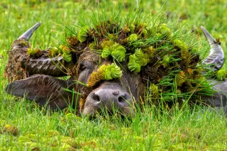 Record 10,000 Entries Shortlist 2026 Nikon Comedy Wildlife Awards