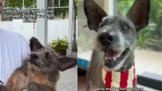Beaten Rescue Dog Finds Hope and a Home After a Traumatic Start