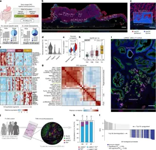 Submucosal fibroblasts drive early oncofetal plasticity at the invasive front in colorectal cancer