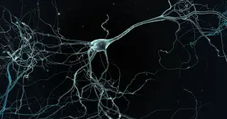 Astrocytes Could Be the Brain’s Hidden Memory Engine