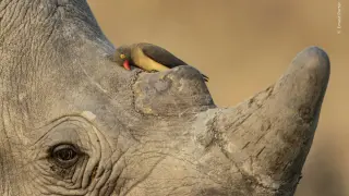 Elephant Grief Photo Tops Record-Breaking 2026 Wildlife Awards