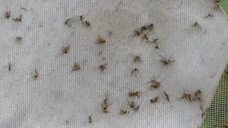 Michigan records first locally acquired eastern equine encephalitis case since 2021