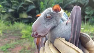 New Bat Genomic Database Rewrites Evolutionary Origins and Aims to Decode Longevity