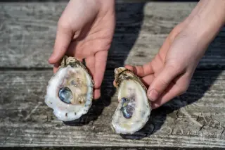 Warmer Chesapeake Bay Sparks Surge in Vibrio Infections