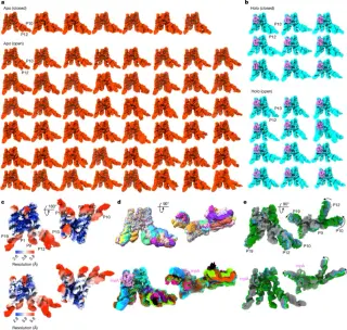 Cryo-EM Reveals 76 RNA Conformers and Mg2+ Dynamics in RNase P