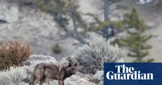 Rollback of roadless protections threatens 400 endangered species across U.S. forests