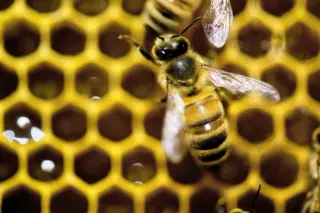 Bees’ wax architecture linked to healthier queen development