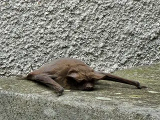 Berkeley reports rise in rabid bats; health officials urge vigilance