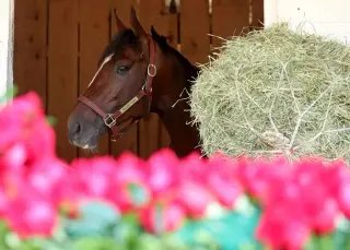 Golden Tempo Skips Preakness, Eyes Belmont Stakes