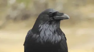 Crows Outpace Humans in Visual Decision-Making, Study Finds