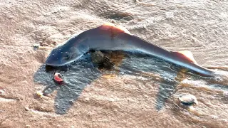 Massive Cache of Dead Juvenile Sharks Washes Up on Jersey Shore Beach