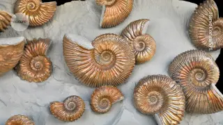 AI Model Suggests Three of Earth’s Five Mass Extinctions Were Gradual