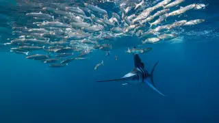 Marlin Beak Pierces Skull Base: A Rare Cranial Injury and Recovery
