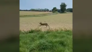 Fermented-fruit deer in France spurs driver alert