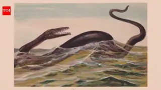 Japan’s 30-Year Rock Yields Clues to Possible New Mosasaur