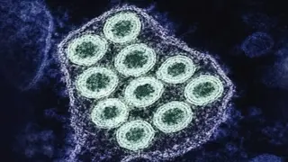 Rabies Exposures Climb as U.S. Health Officials Issue Alert, CA Faces Bat-Linked Risk