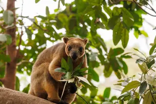 Australia’s 13 Weirdest Animals and the Surprising Tricks They Use to Survive