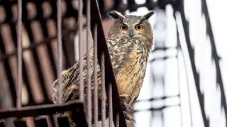 Wild Inside: Flaco’s Flight From Captivity Becomes a Haunting Portrait