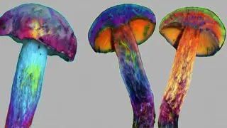 Lanmaoa asiatica Hallucinations Likely Driven by Unknown Compound, Not Classic Psychedelics