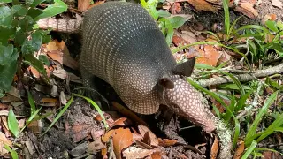 I-4 Corridor Armadillos Tied to Florida Leprosy Surge